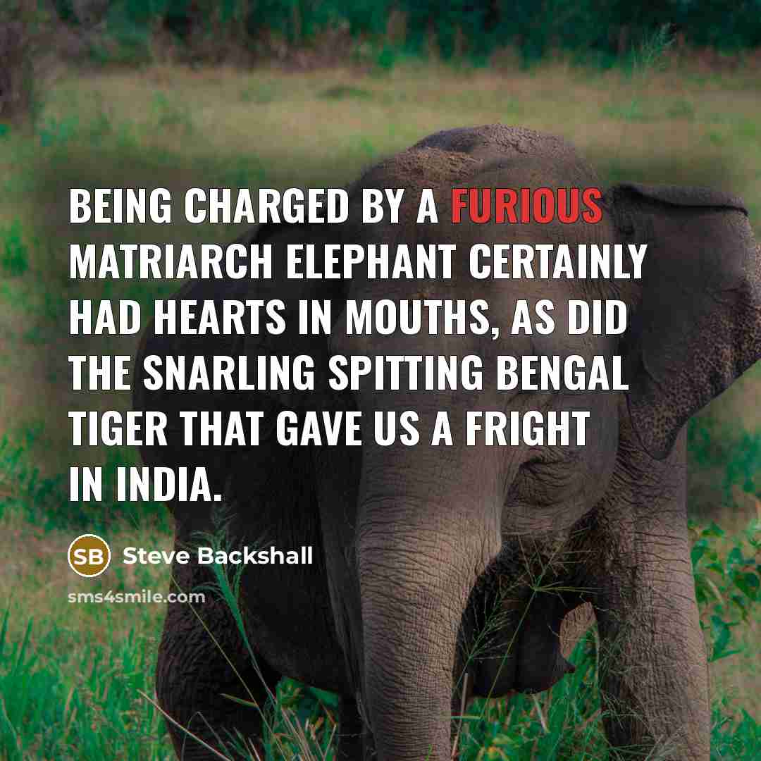 “Being charged by a furious matriarch elephant certainly had hearts in mouths, as did the snarling spitting Bengal tiger that gave us a fright in India.” quote by Steve Backshall