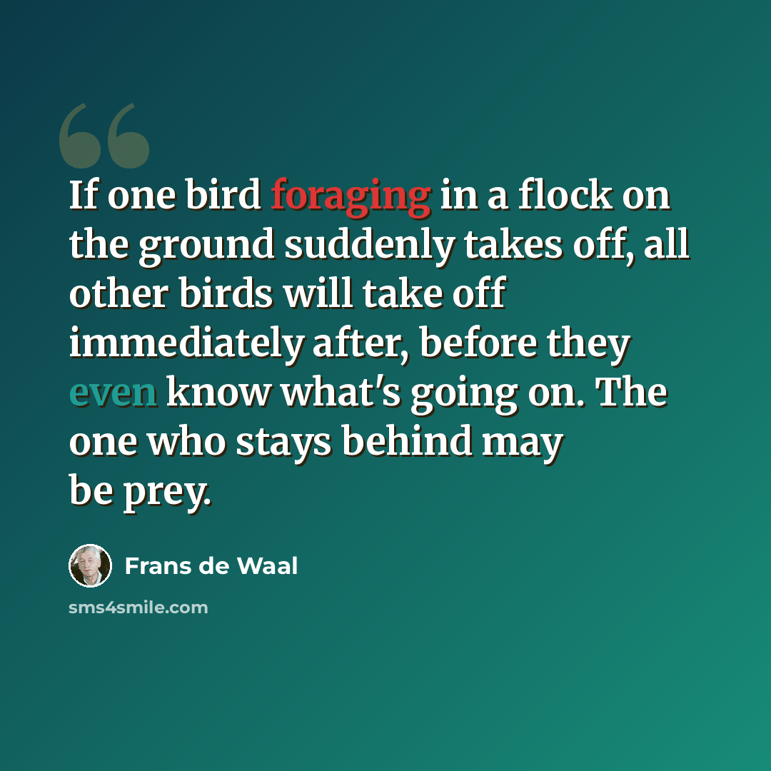 “If one bird foraging in a flock on the ground suddenly takes off, all other birds will take off immediately after, before they even know what's going on. The one who stays behind may be prey.” quote by Frans de Waal
