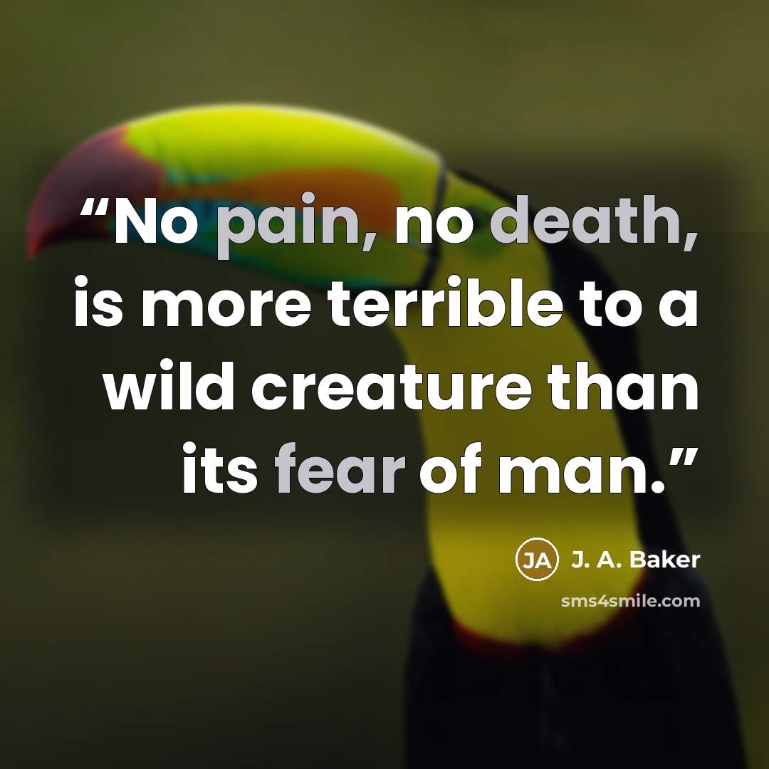 “No pain, no death, is more terrible to a wild creature than its fear of man.” quote by J. A. Baker