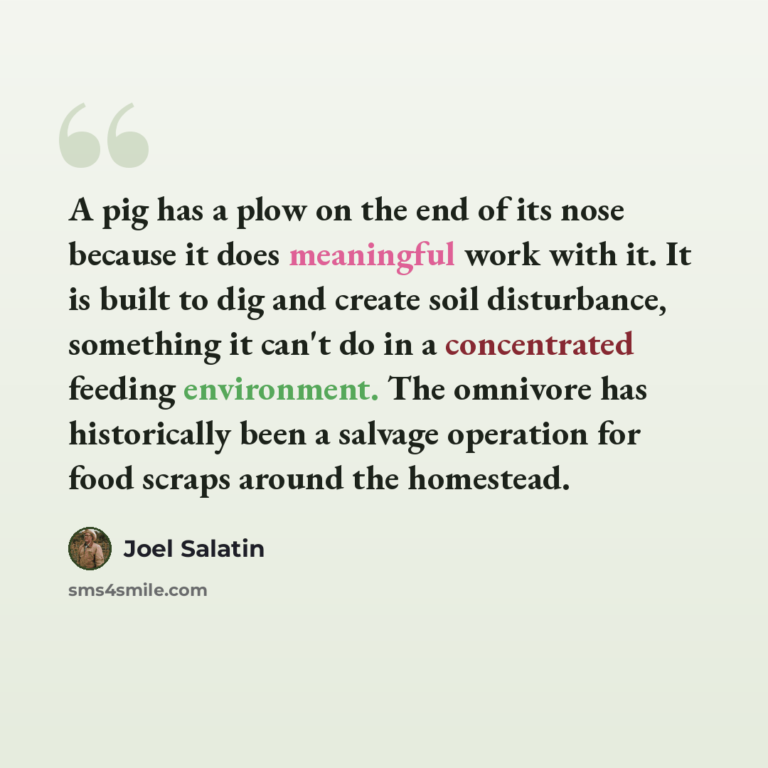 “A pig has a plow on the end of its nose because it does meaningful work with it. It is built to dig and create soil disturbance, something it can't do in a concentrated feeding environment. The omnivore has historically been a salvage operation for food scraps around the homestead.” quote by Joel Salatin