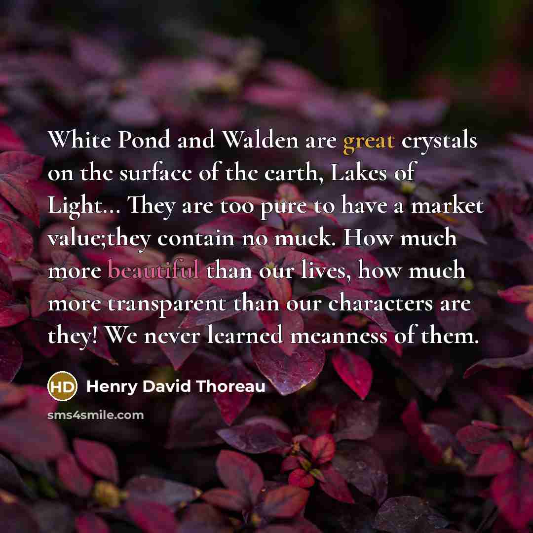 “White Pond and Walden are great crystals on the surface of the earth, Lakes of Light… They are too pure to have a market value;they contain no muck. How much more beautiful than our lives, how much more transparent than our characters are they! We never learned meanness of them.” quote by Henry David Thoreau