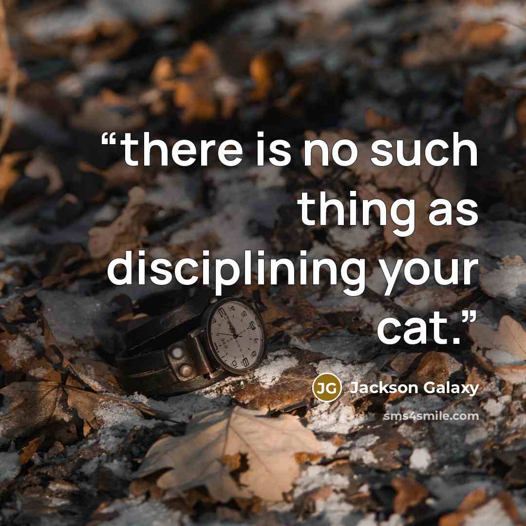 “there is no such thing as disciplining your cat.” quote by Jackson Galaxy