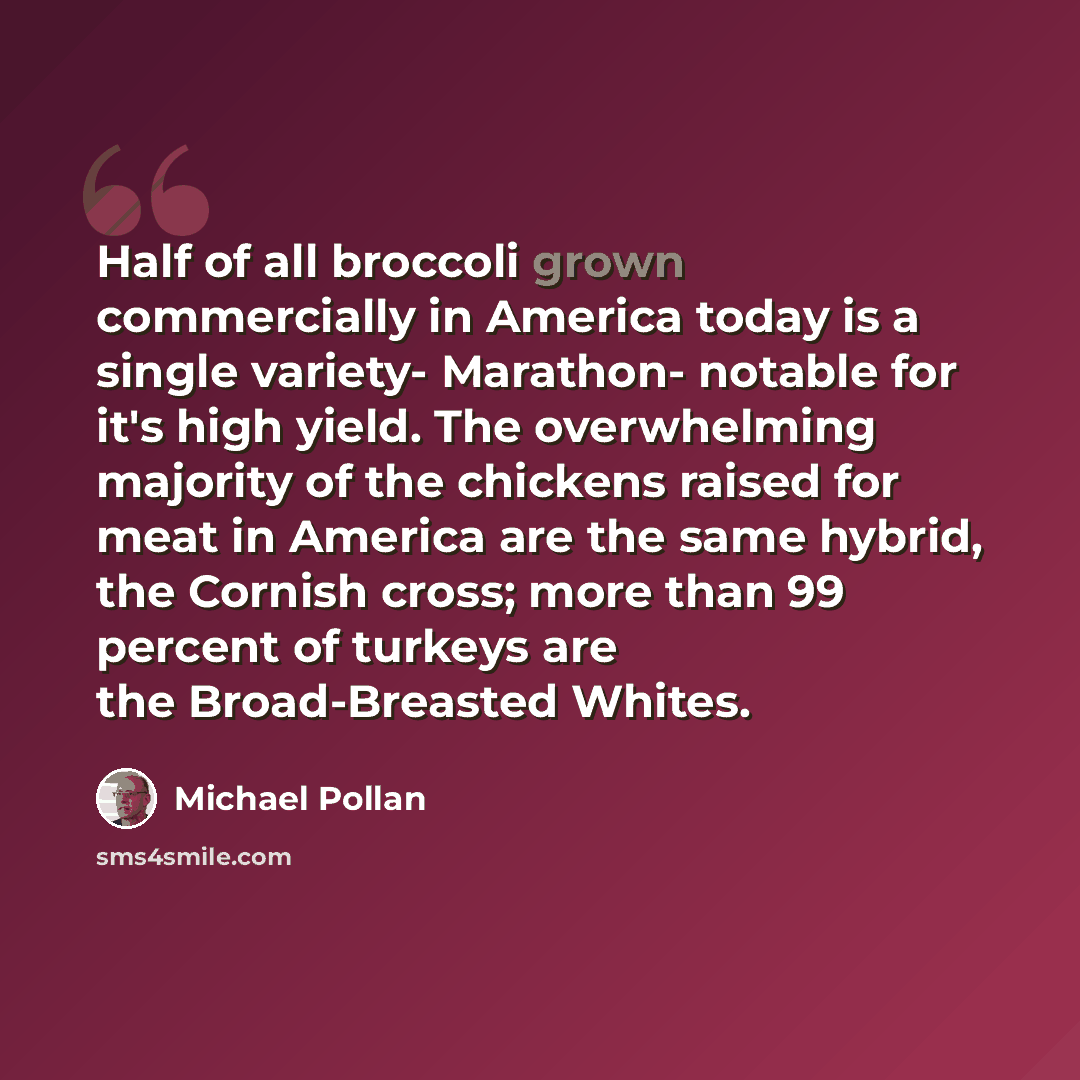 “Half of all broccoli grown commercially in America today is a single variety- Marathon- notable for it's high yield. The overwhelming majority of the chickens raised for meat in America are the same hybrid, the Cornish cross; more than 99 percent of turkeys are the Broad-Breasted Whites.” quote by Michael Pollan