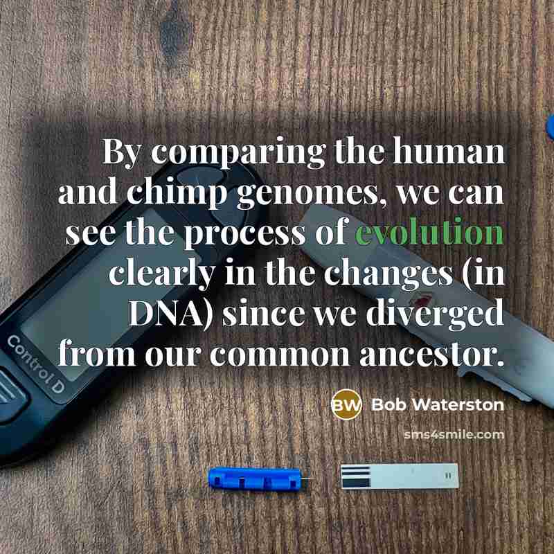 “By comparing the human and chimp genomes, we can see the process of evolution clearly in the changes (in DNA) since we diverged from our common ancestor.” quote by Bob Waterston