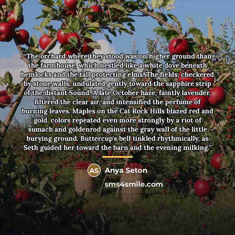 “The orchard where they stood was on higher ground than the farmhouse, which nestled like a white dove beneath hemlocks and the tall protecting elms. The fields, checkered by stone walls, undulated gently toward the sapphire strip of the distant Sound. A late October haze, faintly lavender…” quote by Anya Seton