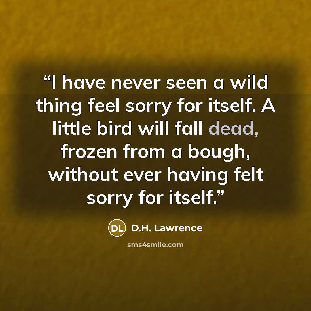 “I have never seen a wild thing feel sorry for itself. A little bird will fall dead, frozen from a bough, without ever having felt sorry for itself.” quote by D.H. Lawrence