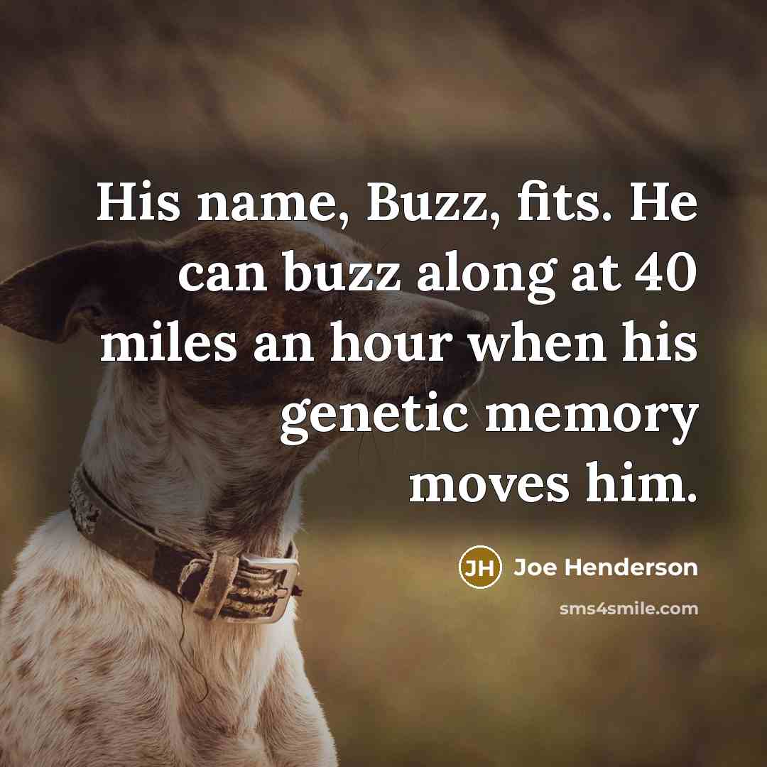 “His name, Buzz, fits. He can buzz along at 40 miles an hour when his genetic memory moves him.” quote by Joe Henderson