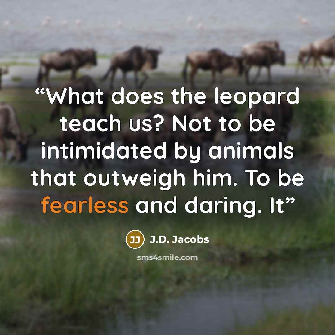 “What does the leopard teach us? Not to be intimidated by animals that outweigh him. To be fearless and daring. It” quote by J.D. Jacobs