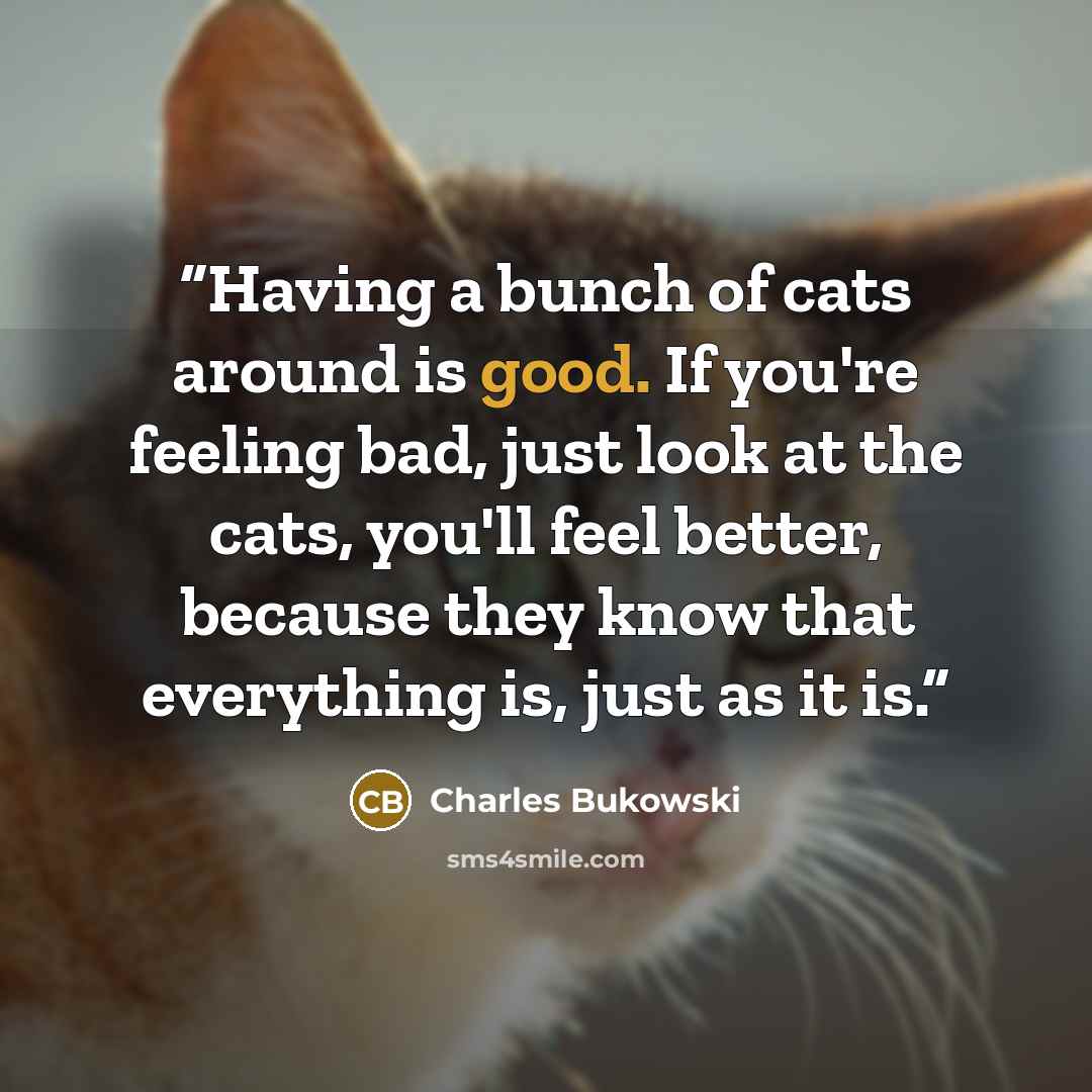 “Having a bunch of cats around is good. If you're feeling bad, just look at the cats, you'll feel better, because they know that everything is, just as it is.” quote by Charles Bukowski