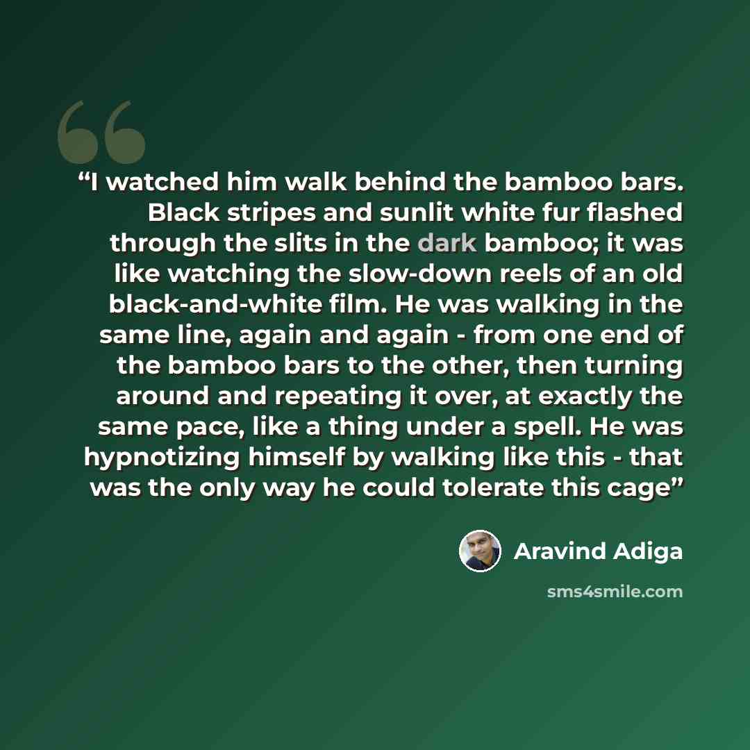 “I watched him walk behind the bamboo bars. Black stripes and sunlit white fur flashed through the slits in the dark bamboo; it was like watching the slow-down reels of an old black-and-white film. He was walking in the same line, again and again - from one end of the bamboo bars to the other, then…” quote by Aravind Adiga