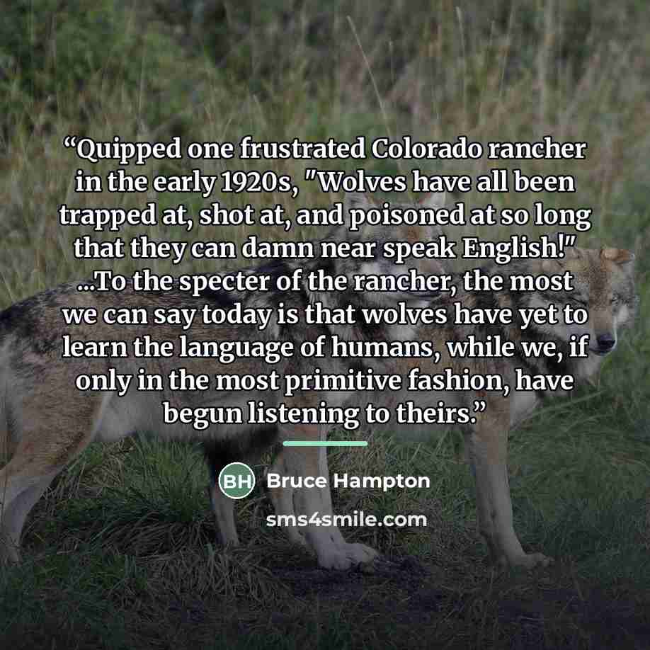 “Quipped one frustrated Colorado rancher in the early 1920s, "Wolves have all been trapped at, shot at, and poisoned at so long that they can damn near speak English!" ...To the specter of the rancher, the most we can say today is that wolves have yet to learn the language of humans, while we, if…” quote by Bruce Hampton