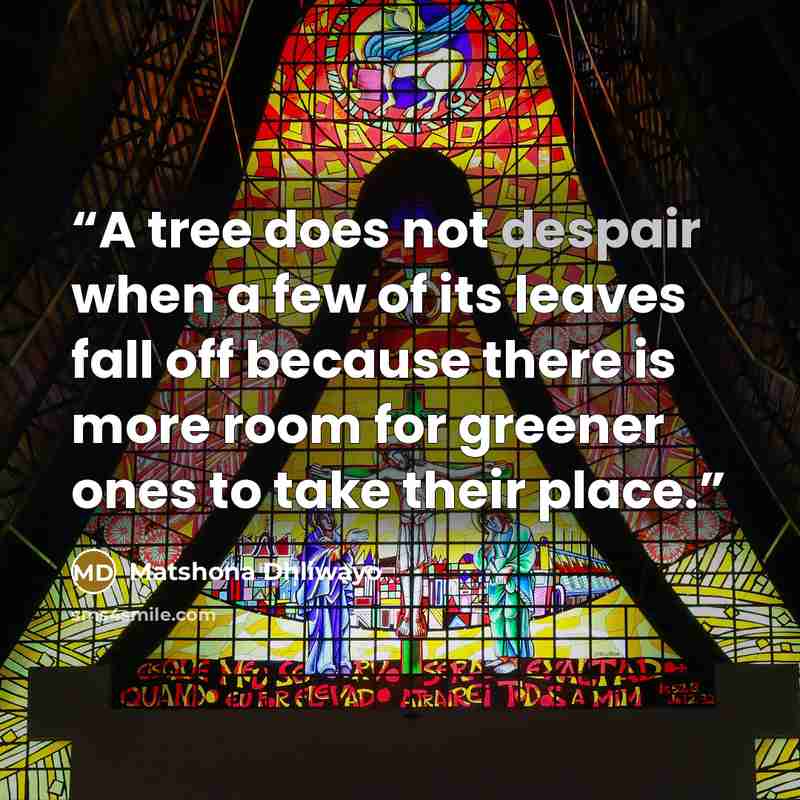 “A tree does not despair when a few of its leaves fall off because there is more room for greener ones to take their place.” quote by Matshona Dhliwayo