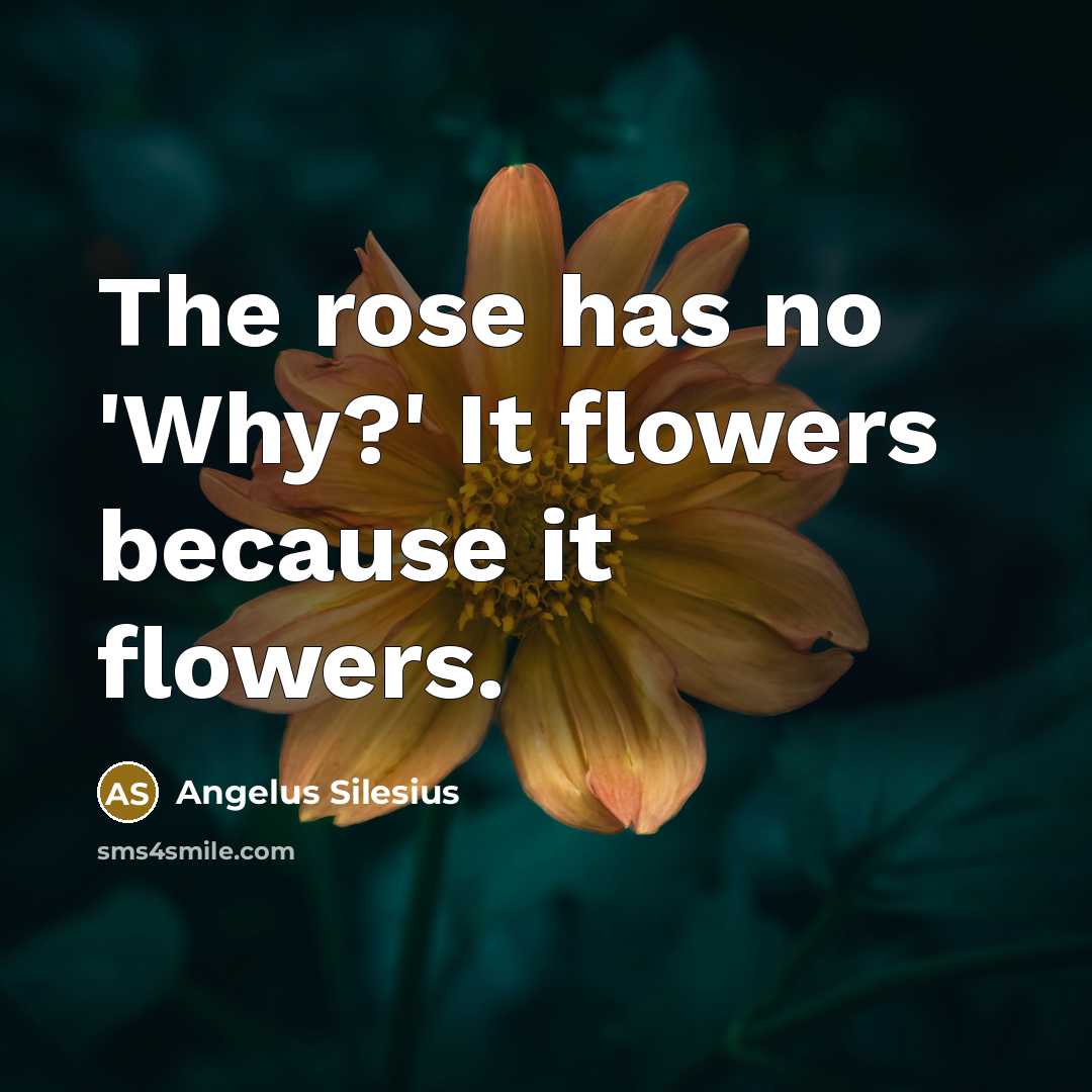 “The rose has no 'Why?' It flowers because it flowers.” quote by Angelus Silesius