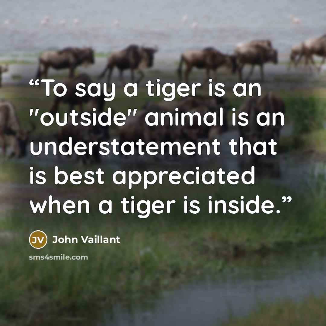 “To say a tiger is an "outside" animal is an understatement that is best appreciated when a tiger is inside.” quote by John Vaillant