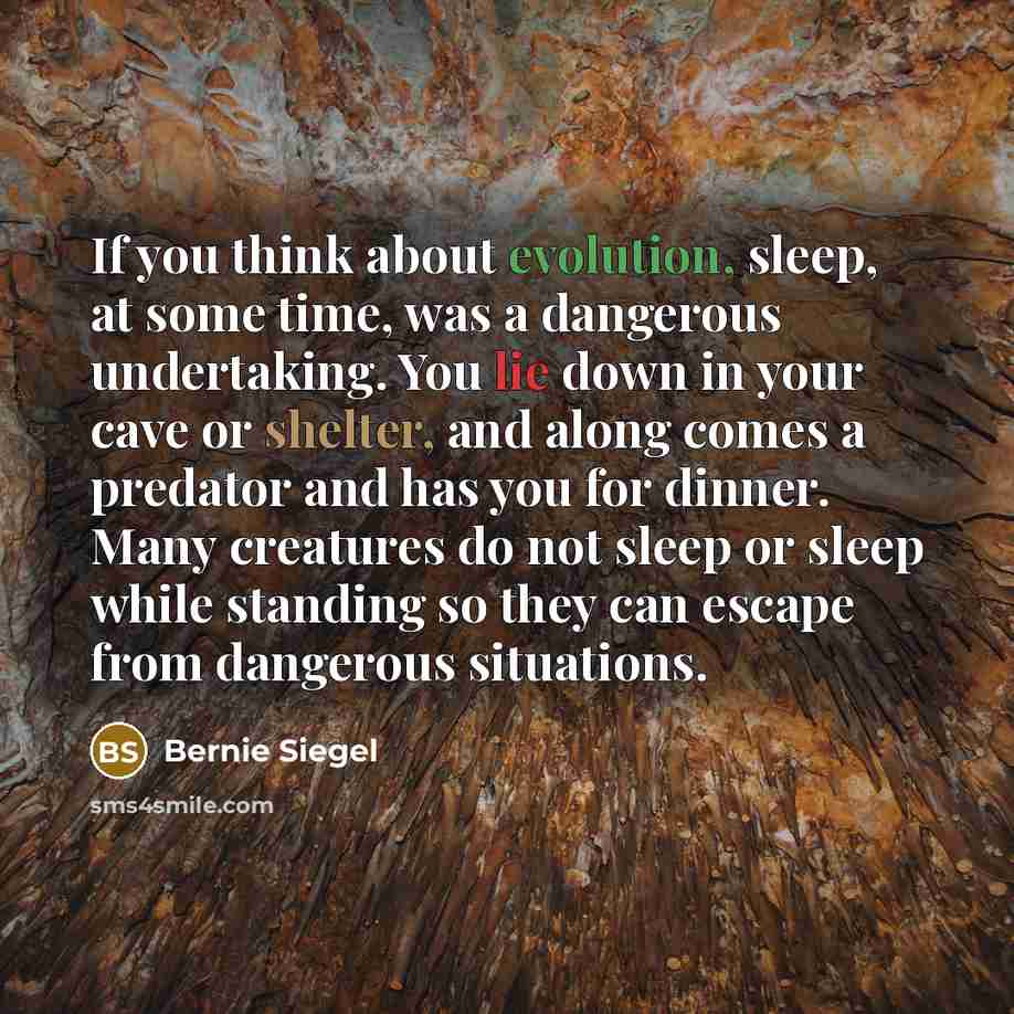 “If you think about evolution, sleep, at some time, was a dangerous undertaking. You lie down in your cave or shelter, and along comes a predator and has you for dinner. Many creatures do not sleep or sleep while standing so they can escape from dangerous situations.” quote by Bernie Siegel