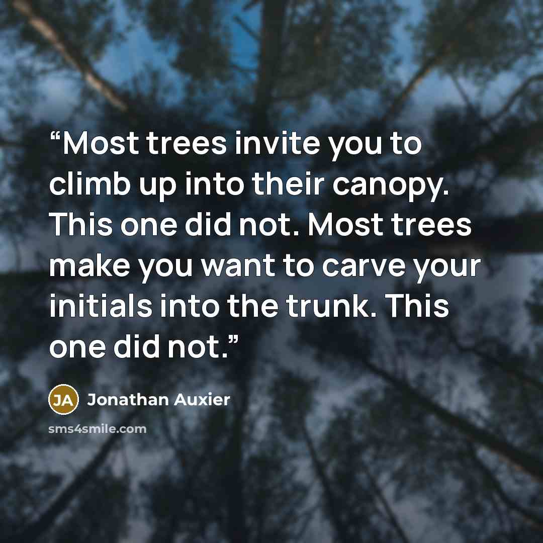 “Most trees invite you to climb up into their canopy. This one did not. Most trees make you want to carve your initials into the trunk. This one did not.” quote by Jonathan Auxier