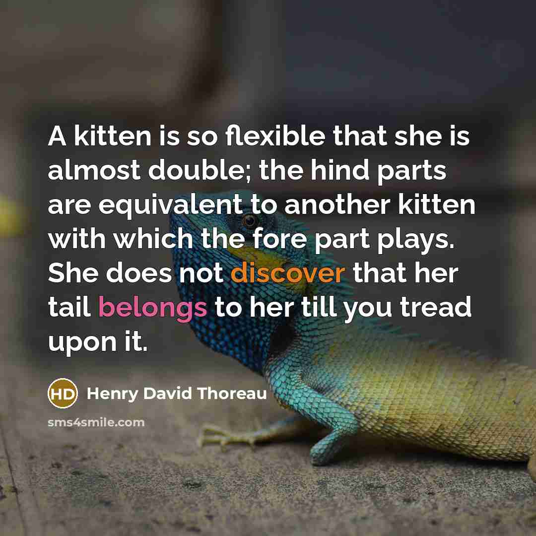 “A kitten is so flexible that she is almost double; the hind parts are equivalent to another kitten with which the fore part plays. She does not discover that her tail belongs to her till you tread upon it.” quote by Henry David Thoreau