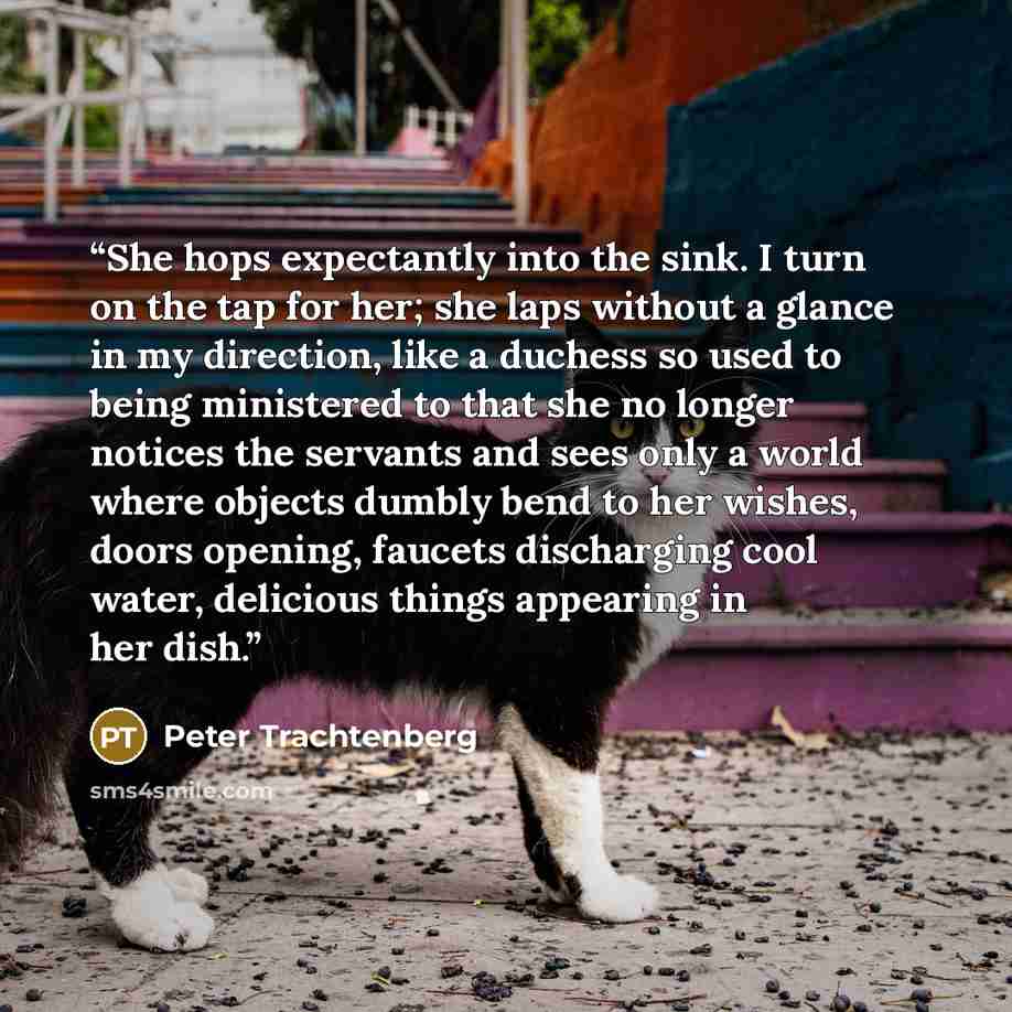 “She hops expectantly into the sink. I turn on the tap for her; she laps without a glance in my direction, like a duchess so used to being ministered to that she no longer notices the servants and sees only a world where objects dumbly bend to her wishes, doors opening, faucets discharging cool…” quote by Peter Trachtenberg