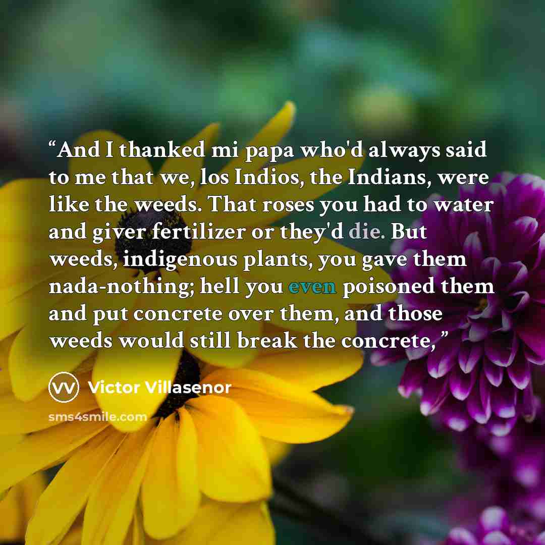 “And I thanked mi papa who'd always said to me that we, los Indios, the Indians, were like the weeds. That roses you had to water and giver fertilizer or they'd die. But weeds, indigenous plants, you gave them nada-nothing; hell you even poisoned them and put concrete over them, and those weeds…” quote by Victor Villaseñor