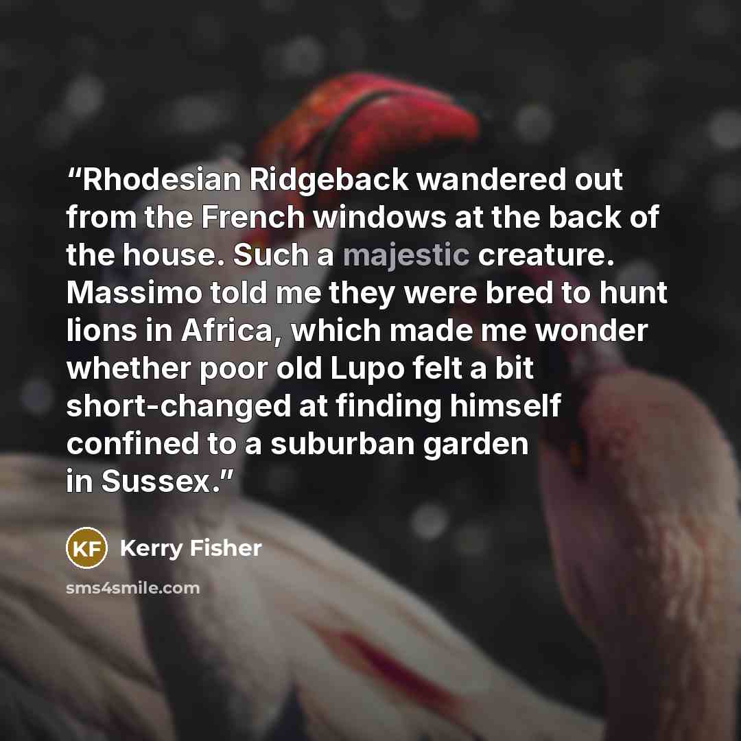 “Rhodesian Ridgeback wandered out from the French windows at the back of the house. Such a majestic creature. Massimo told me they were bred to hunt lions in Africa, which made me wonder whether poor old Lupo felt a bit short-changed at finding himself confined to a suburban garden in Sussex.” quote by Kerry Fisher