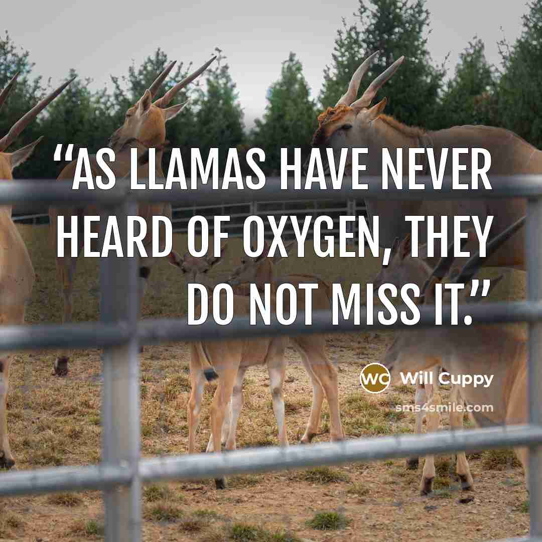 “As llamas have never heard of oxygen, they do not miss it.” quote by Will Cuppy