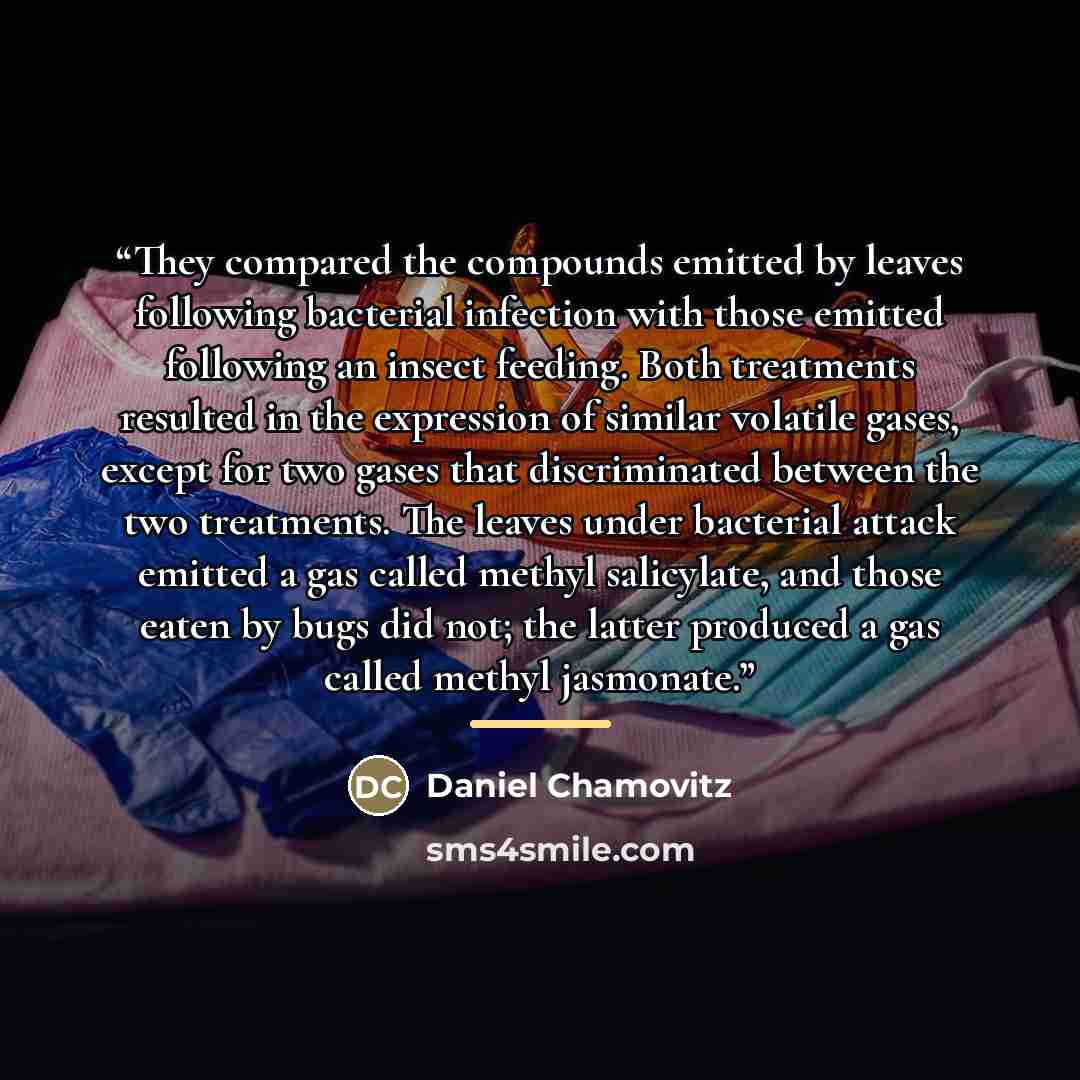 “They compared the compounds emitted by leaves following bacterial infection with those emitted following an insect feeding. Both treatments resulted in the expression of similar volatile gases, except for two gases that discriminated between the two treatments. The leaves under bacterial attack…” quote by Daniel Chamovitz