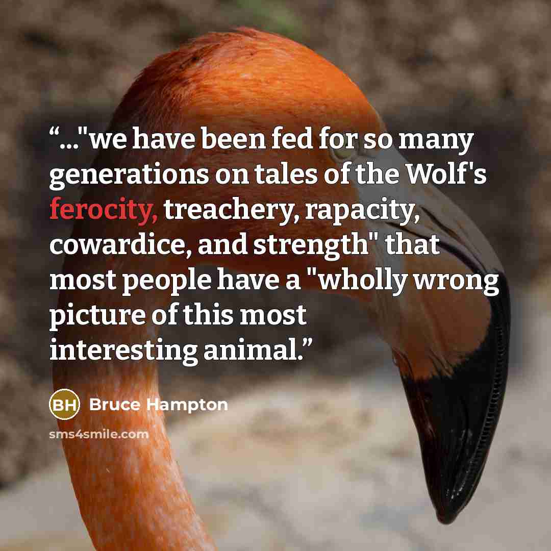“..."we have been fed for so many generations on tales of the Wolf's ferocity, treachery, rapacity, cowardice, and strength" that most people have a "wholly wrong picture of this most interesting animal.” quote by Bruce Hampton