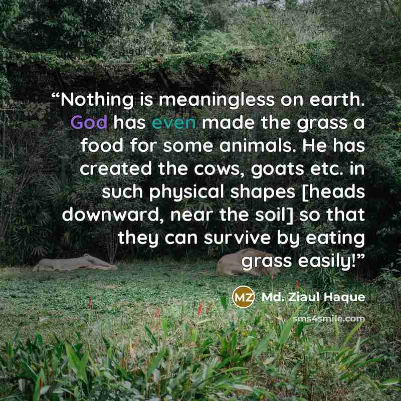 “Nothing is meaningless on earth. God has even made the grass a food for some animals. He has created the cows, goats etc. in such physical shapes [heads downward, near the soil] so that they can survive by eating grass easily!” quote by Md. Ziaul Haque