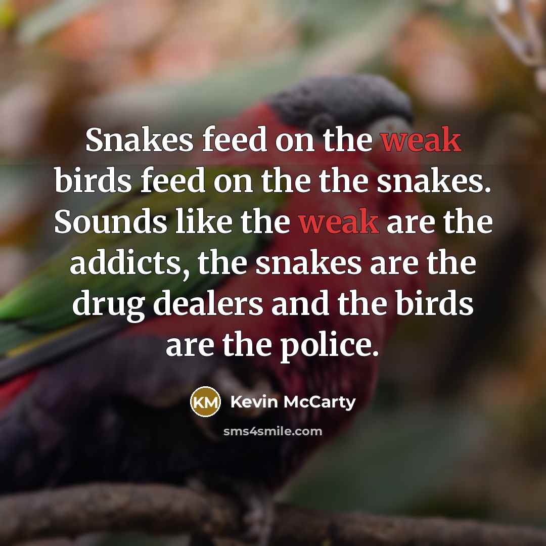 “Snakes feed on the weak birds feed on the the snakes. Sounds like the weak are the addicts, the snakes are the drug dealers and the birds are the police.” quote by Kevin McCarty