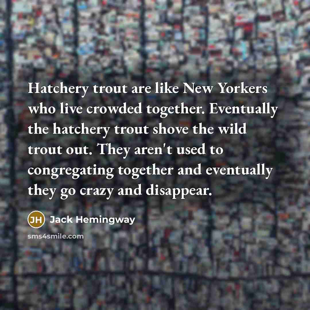 “Hatchery trout are like New Yorkers who live crowded together. Eventually the hatchery trout shove the wild trout out. They aren't used to congregating together and eventually they go crazy and disappear.” quote by Jack Hemingway