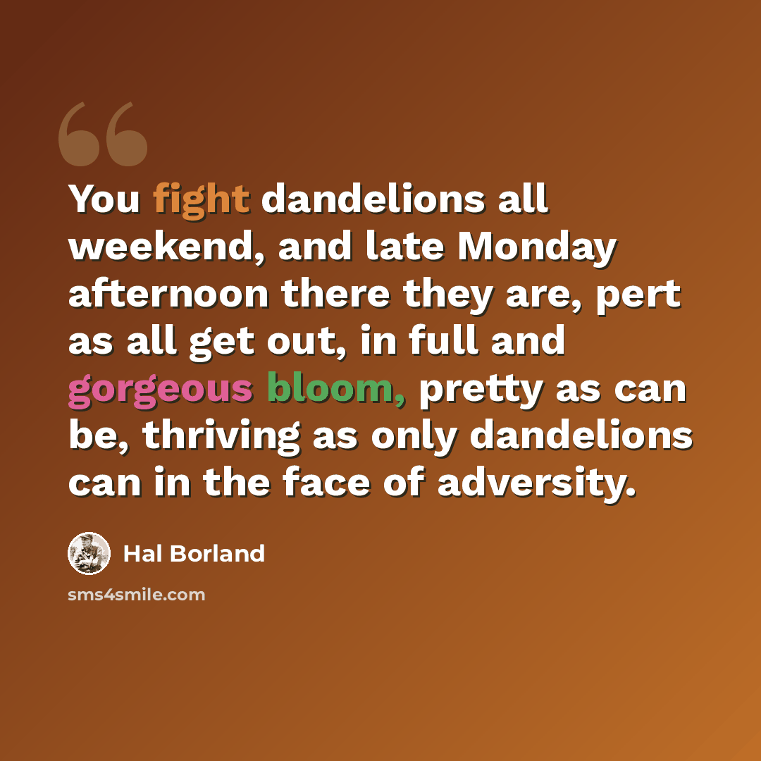 “You fight dandelions all weekend, and late Monday afternoon there they are, pert as all get out, in full and gorgeous bloom, pretty as can be, thriving as only dandelions can in the face of adversity.” quote by Hal Borland