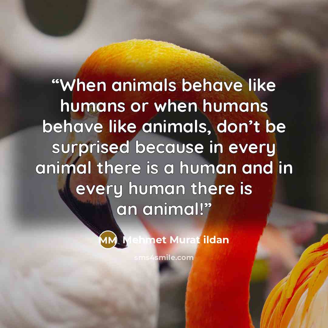 “When animals behave like humans or when humans behave like animals, don’t be surprised because in every animal there is a human and in every human there is an animal!” quote by Mehmet Murat ildan