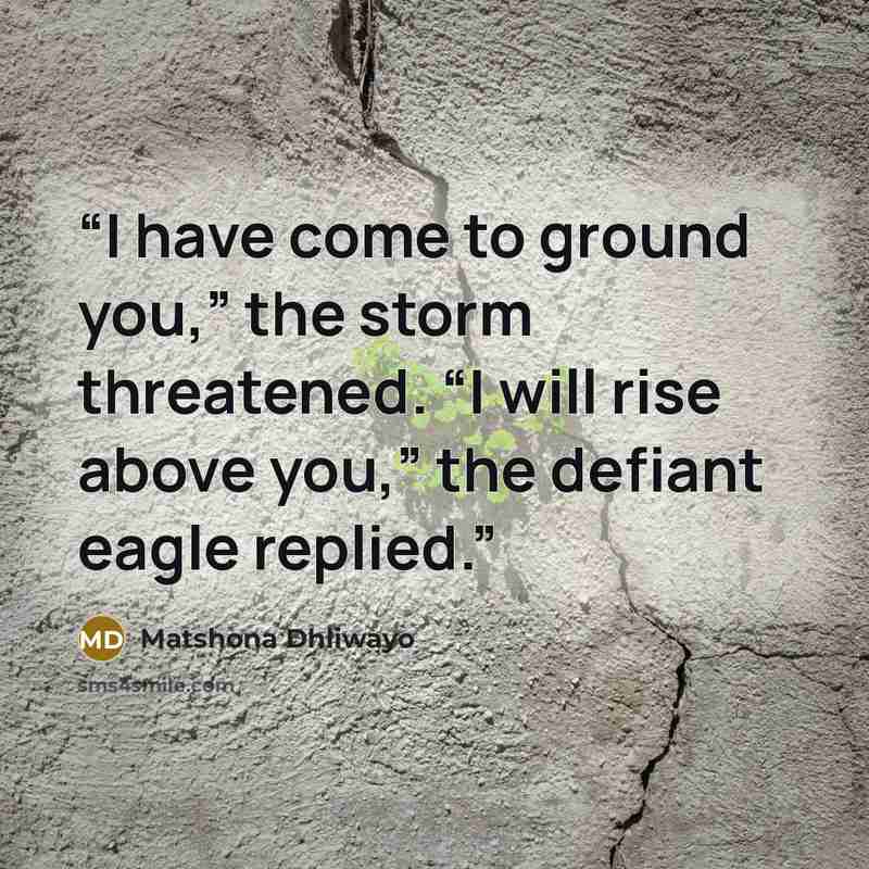 “I have come to ground you,” the storm threatened. “I will rise above you,” the defiant eagle replied.” quote by Matshona Dhliwayo