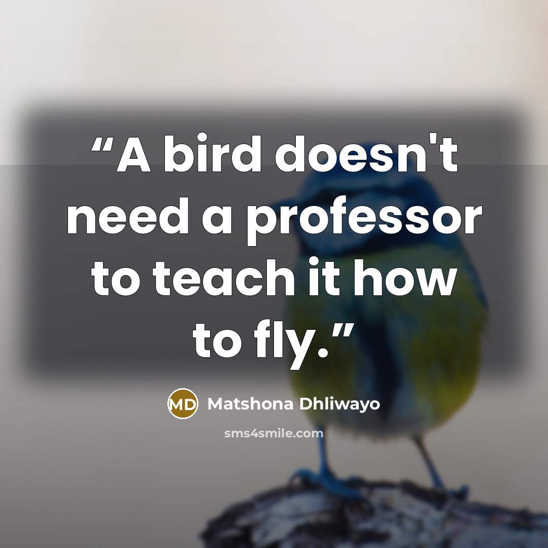 “A bird doesn't need a professor to teach it how to fly.” quote by Matshona Dhliwayo