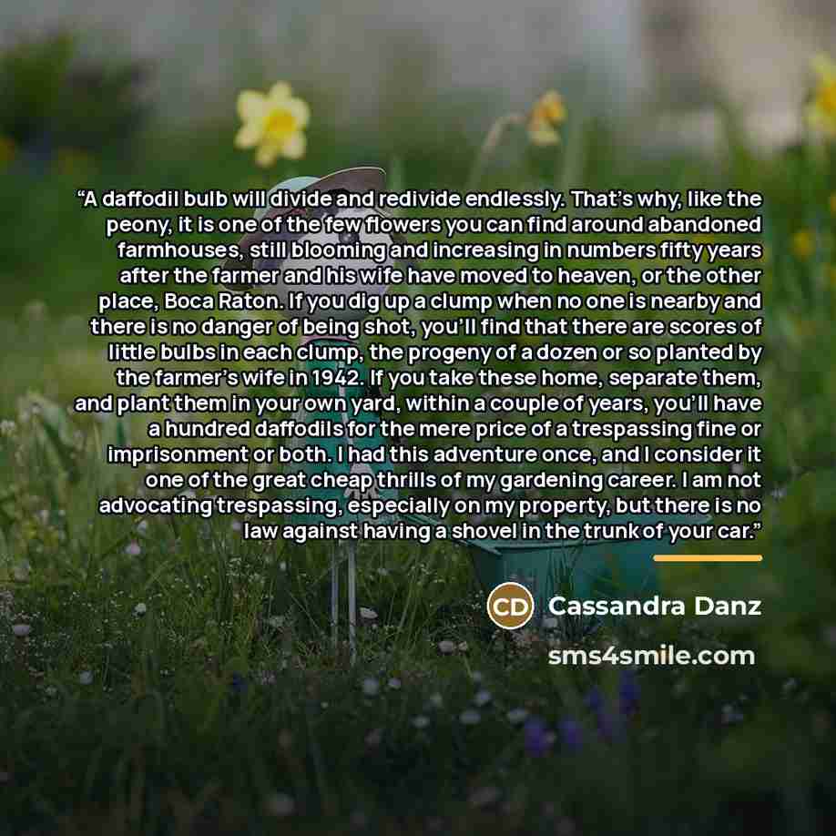 “A daffodil bulb will divide and redivide endlessly. That's why, like the peony, it is one of the few flowers you can find around abandoned farmhouses, still blooming and increasing in numbers fifty years after the farmer and his wife have moved to heaven, or the other place, Boca Raton. If you dig…” quote by Cassandra Danz