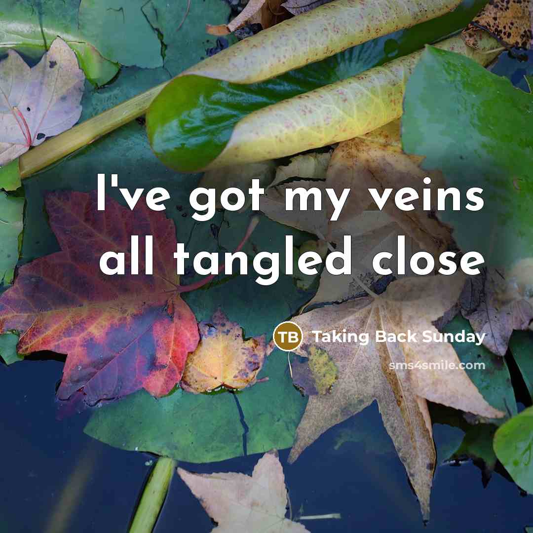 “I've got my veins all tangled close” quote by Taking Back Sunday
