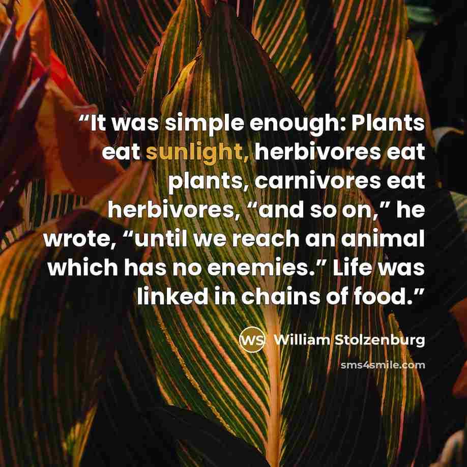 “It was simple enough: Plants eat sunlight, herbivores eat plants, carnivores eat herbivores, “and so on,” he wrote, “until we reach an animal which has no enemies.” Life was linked in chains of food.” quote by William Stolzenburg