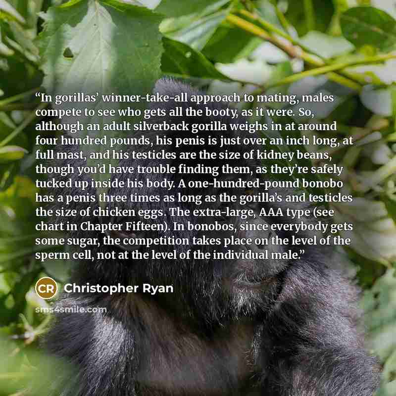 “In gorillas’ winner-take-all approach to mating, males compete to see who gets all the booty, as it were. So, although an adult silverback gorilla weighs in at around four hundred pounds, his penis is just over an inch long, at full mast, and his testicles are the size of kidney beans, though…” quote by Christopher Ryan