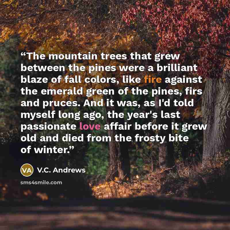 “The mountain trees that grew between the pines were a brilliant blaze of fall colors, like fire against the emerald green of the pines, firs and pruces. And it was, as I'd told myself long ago, the year's last passionate love affair before it grew old and died from the frosty bite of winter.” quote by V.C. Andrews