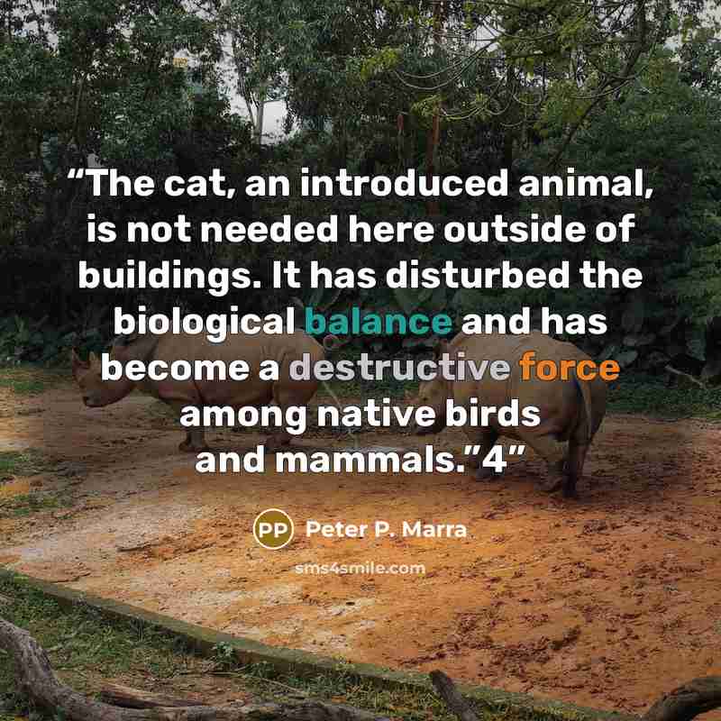 “The cat, an introduced animal, is not needed here outside of buildings. It has disturbed the biological balance and has become a destructive force among native birds and mammals.”4” quote by Peter P. Marra