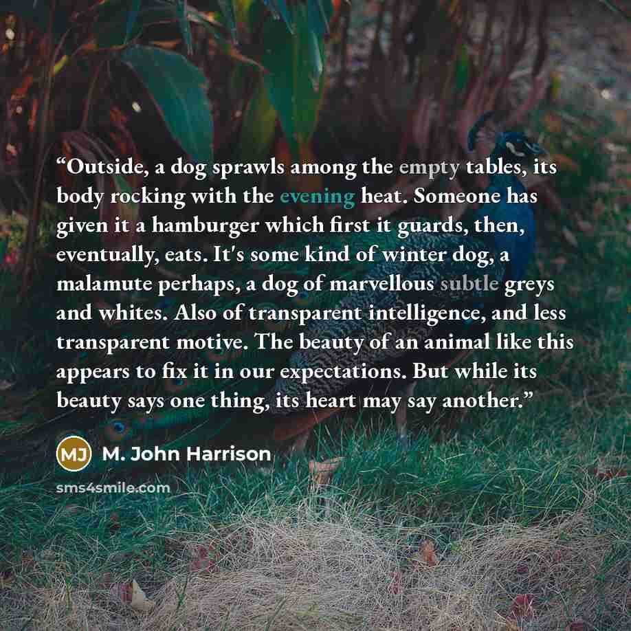 “Outside, a dog sprawls among the empty tables, its body rocking with the evening heat. Someone has given it a hamburger which first it guards, then, eventually, eats. It's some kind of winter dog, a malamute perhaps, a dog of marvellous subtle greys and whites. Also of transparent intelligence…” quote by M. John Harrison