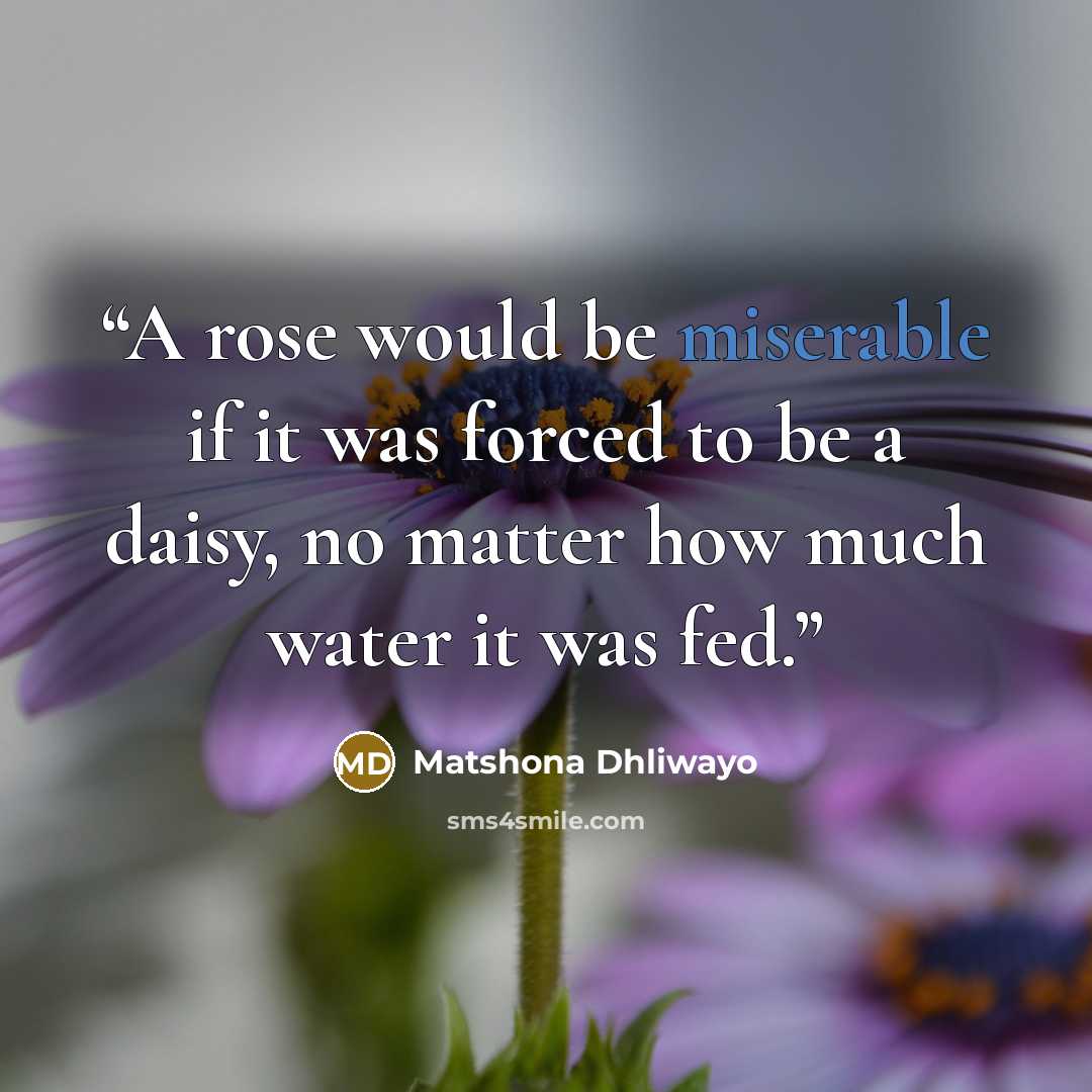 “A rose would be miserable if it was forced to be a daisy, no matter how much water it was fed.” quote by Matshona Dhliwayo
