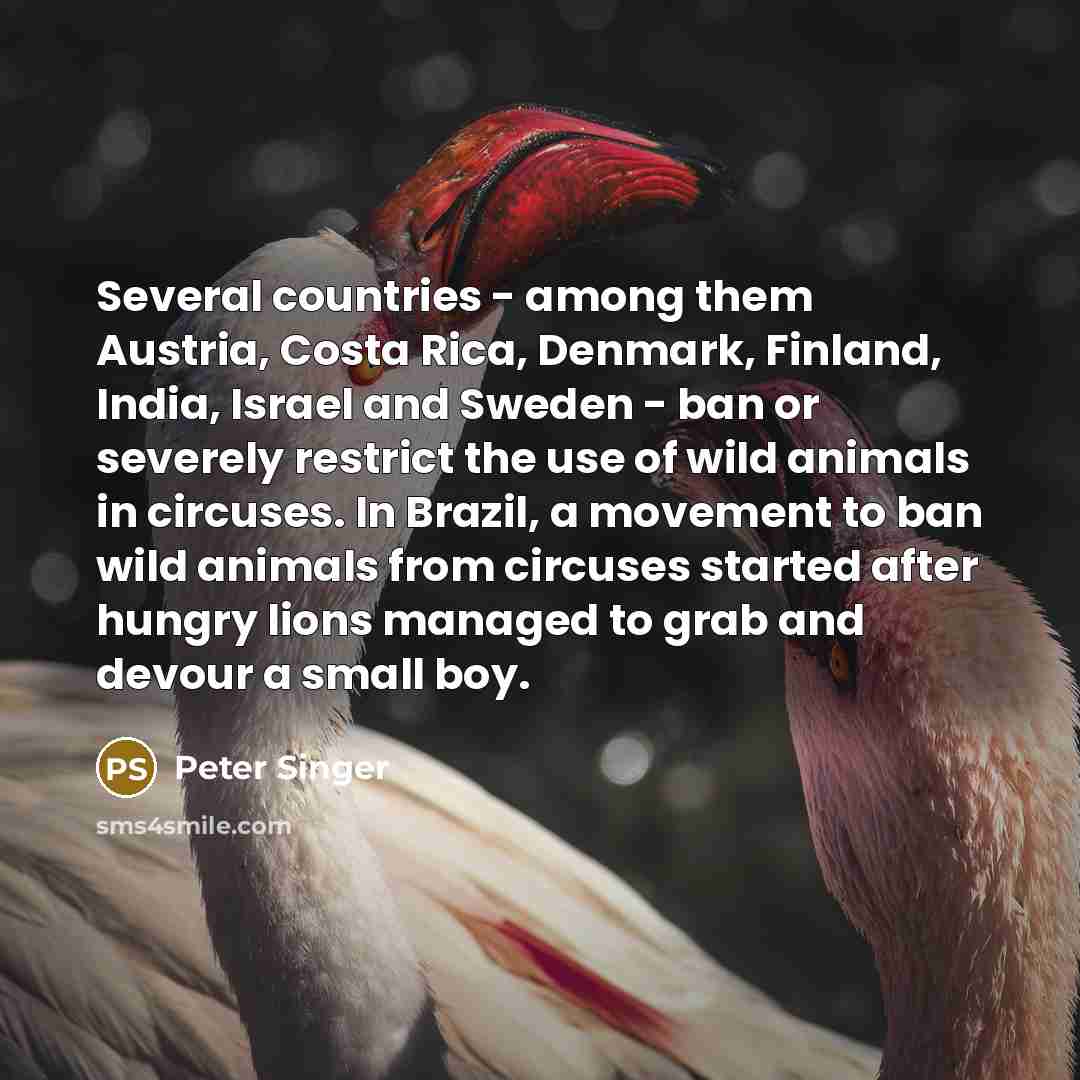 “Several countries - among them Austria, Costa Rica, Denmark, Finland, India, Israel and Sweden - ban or severely restrict the use of wild animals in circuses. In Brazil, a movement to ban wild animals from circuses started after hungry lions managed to grab and devour a small boy.” quote by Peter Singer