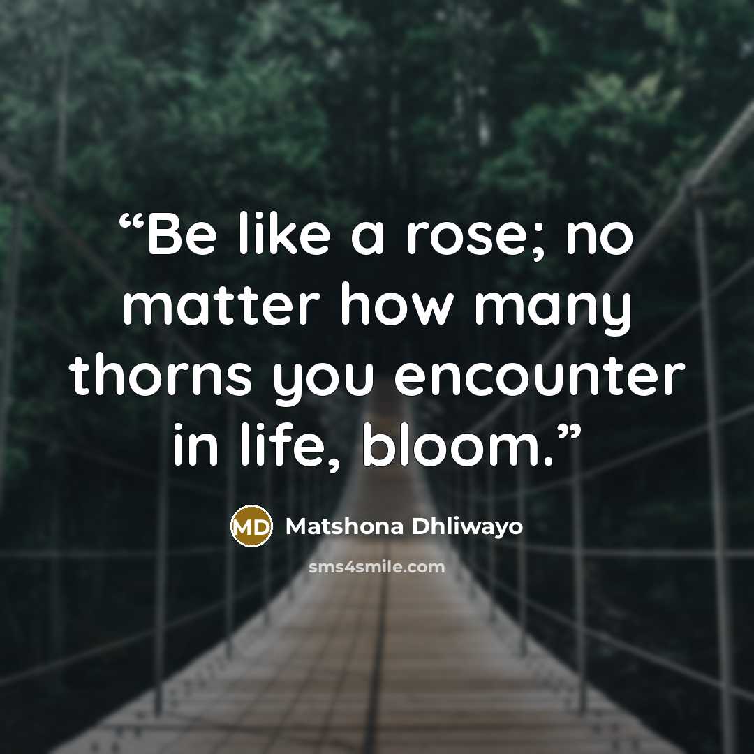 “Be like a rose; no matter how many thorns you encounter in life, bloom.” quote by Matshona Dhliwayo