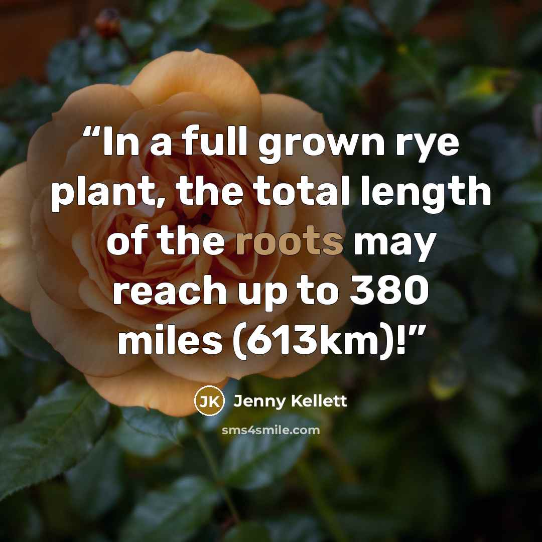 “In a full grown rye plant, the total length of the roots may reach up to 380 miles (613km)!” quote by Jenny Kellett