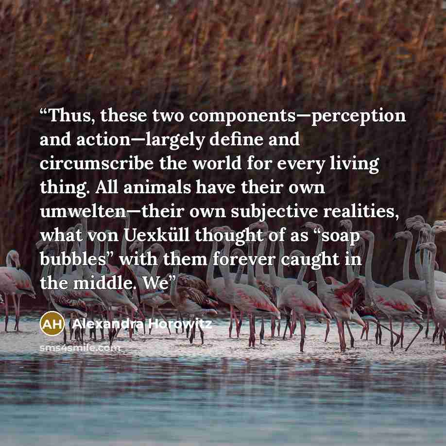 “Thus, these two components—perception and action—largely define and circumscribe the world for every living thing. All animals have their own umwelten—their own subjective realities, what von Uexküll thought of as “soap bubbles” with them forever caught in the middle. We” quote by Alexandra Horowitz