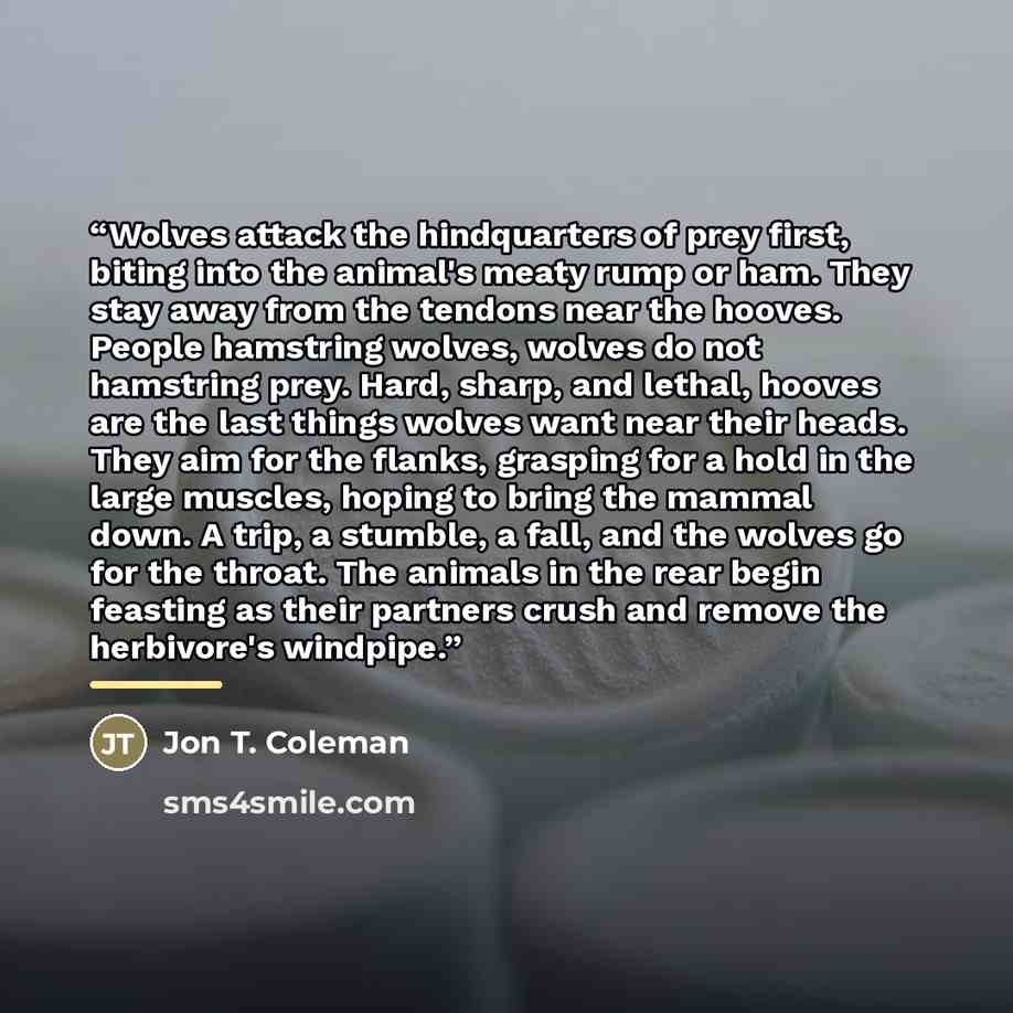 “Wolves attack the hindquarters of prey first, biting into the animal's meaty rump or ham. They stay away from the tendons near the hooves. People hamstring wolves, wolves do not hamstring prey. Hard, sharp, and lethal, hooves are the last things wolves want near their heads. They aim for the…” quote by Jon T. Coleman