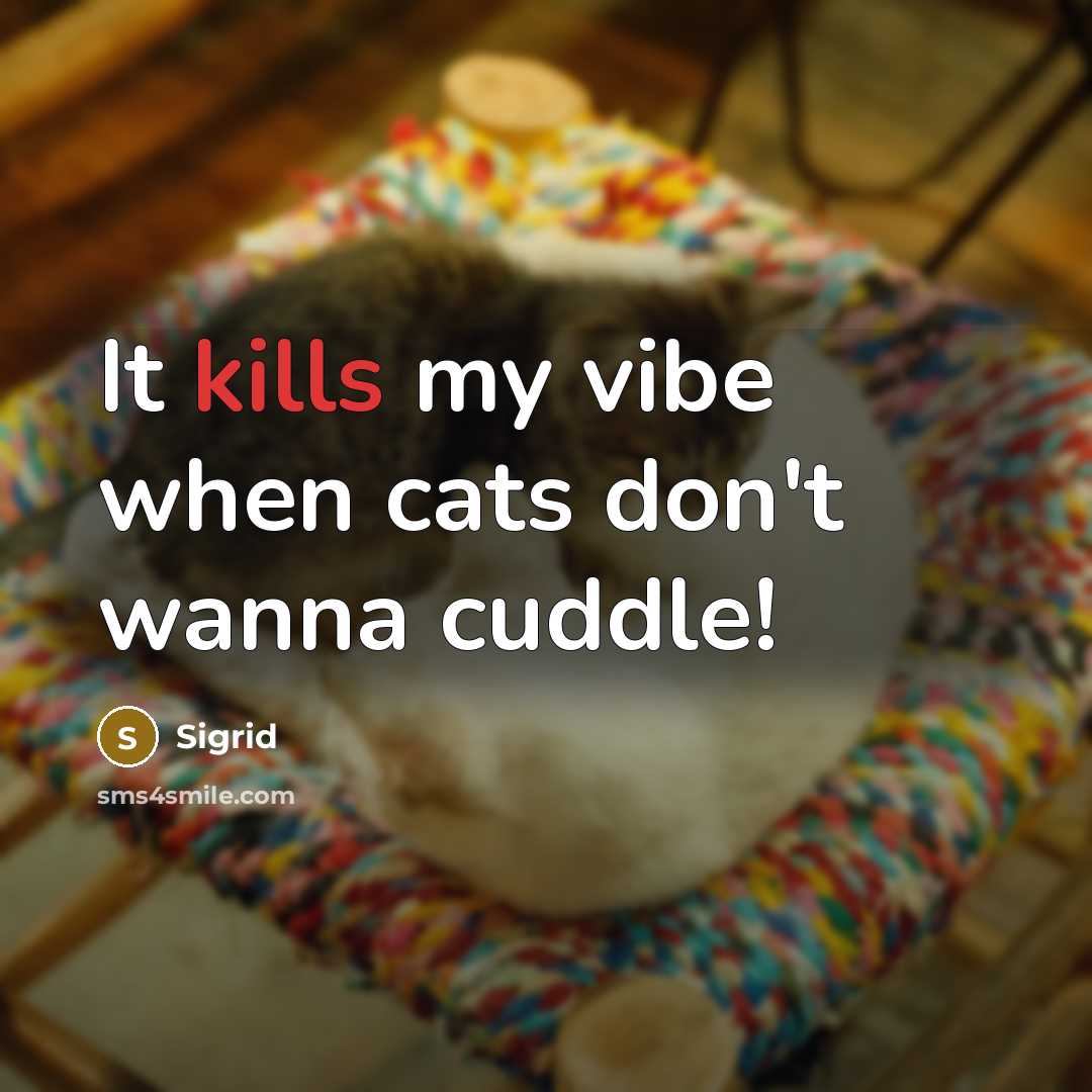 “It kills my vibe when cats don't wanna cuddle!” quote by Sigrid