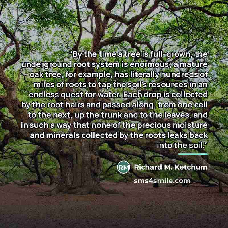 “By the time a tree is full-grown, the underground root system is enormous; a mature oak tree, for example, has literally hundreds of miles of roots to tap the soil’s resources in an endless quest for water. Each drop is collected by the root hairs and passed along, from one cell to the next, up…” quote by Richard M. Ketchum