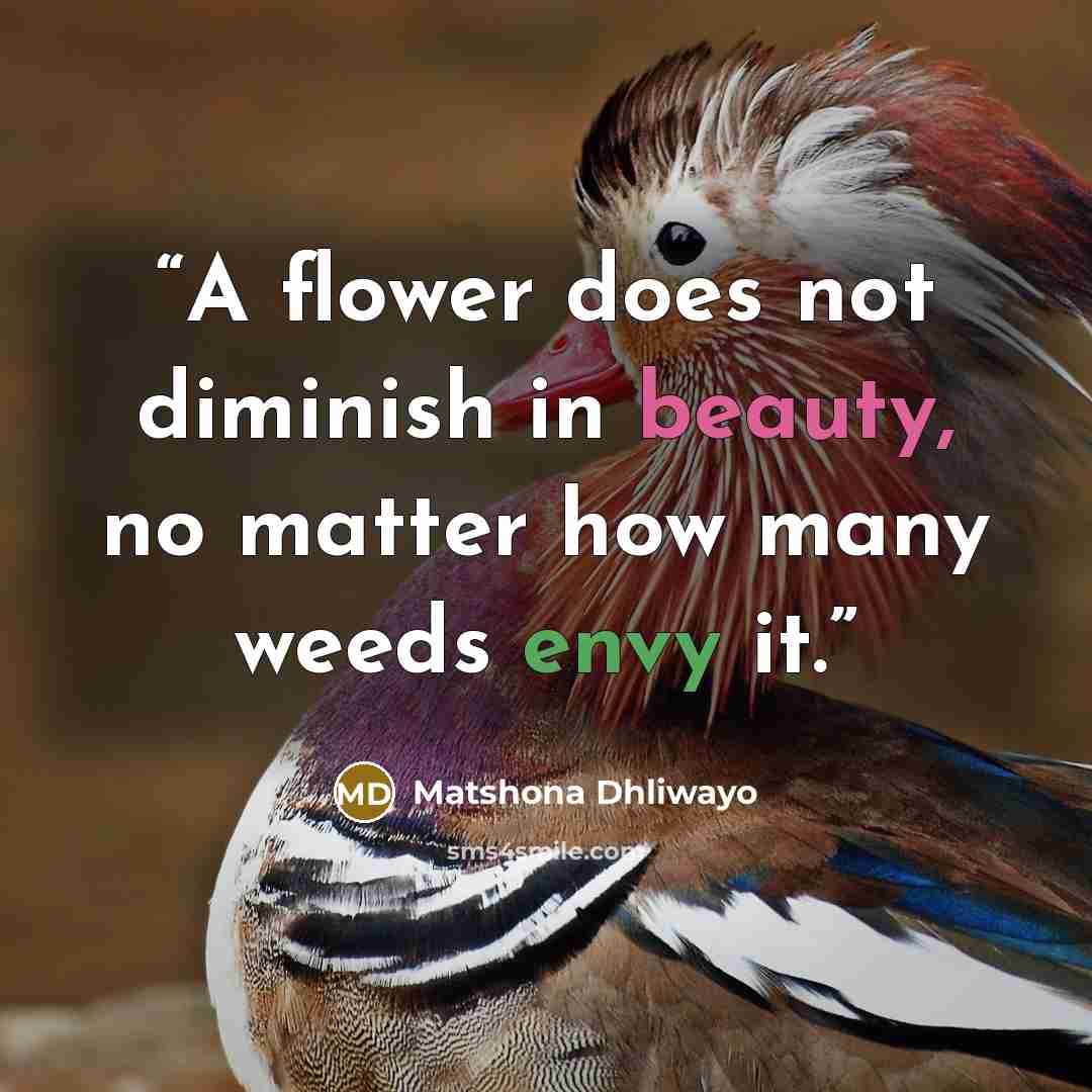 “A flower does not diminish in beauty, no matter how many weeds envy it.” quote by Matshona Dhliwayo